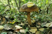 Роспотребнадзор рассказал, как безопасно собирать грибы