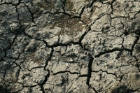 В Алтайском крае ввели режим ЧС из-за затяжной засухи