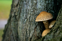 В Башкирии пять пенсионеров отравились грибами