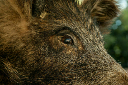 В Приморье выявили очаг африканской чумы свиней