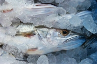 В Приморье усилили контроль за японской рыбой после сбросов с «Фукусимы»