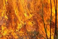 В Астраханском заповеднике произошел пожар на площади 1,2 тысячи гектаров