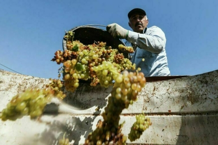 В Крыму отмечают День виноградарства и виноделия