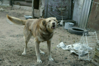В Ставрополе бездомная собака укусила девочку за лицо