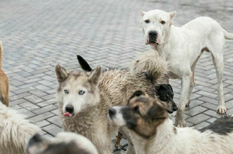 В Махачкале от нападения стаи собак пострадал ребенок