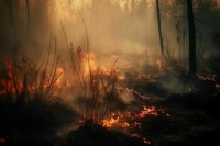 Площадь лесного пожара в Геленджике достигла 118 гектаров 