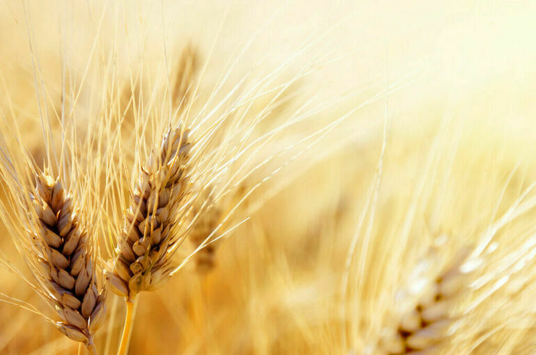 Минсельхоз: В России собрали более 100 млн тонн зерна