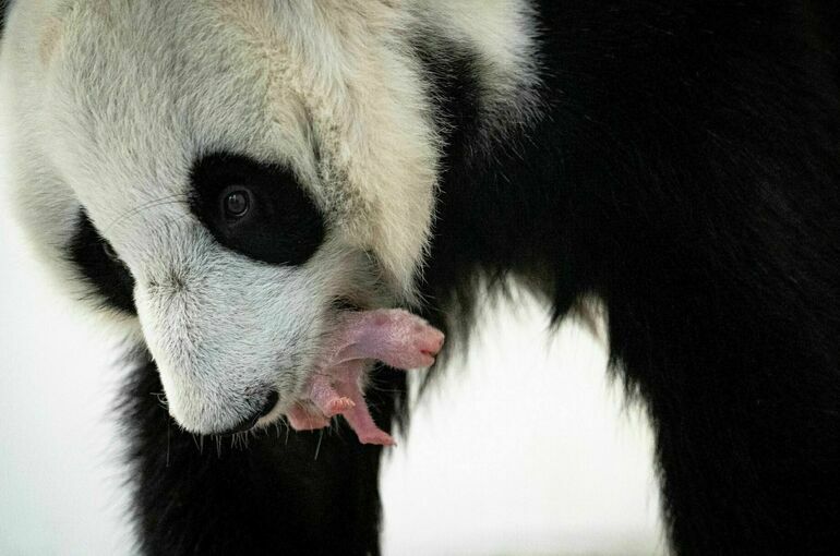 В Московском зоопарке родился первый в истории России детеныш большой панды