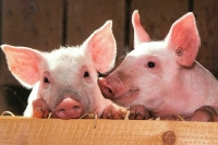 В Минсельхозе придумали, как остановить распространение чумы свиней