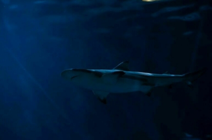 Стала известна причина нападения акул на катамаран российской кругосветки