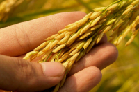Российские аграрии собрали 112 млн тонн зерна