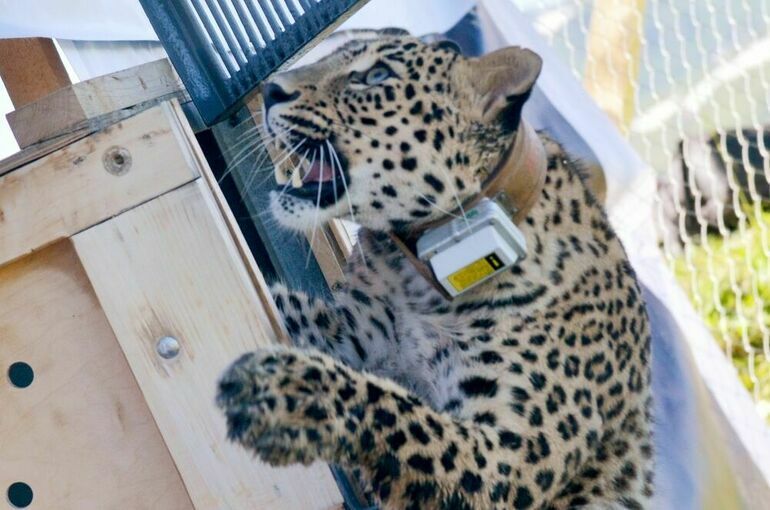 Глава Минприроды попросил Путина помочь с получением 4 особей леопарда