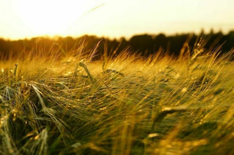 Гутерриш назвал восстановление зерновой сделки одной из главных целей ООН