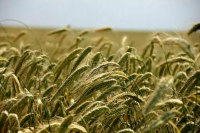 Bild: В ООН готовы пойти на все условия РФ для возобновления зерновой сделки