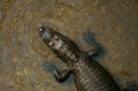 Более 70 крокодилов сбежали с фермы в Китае