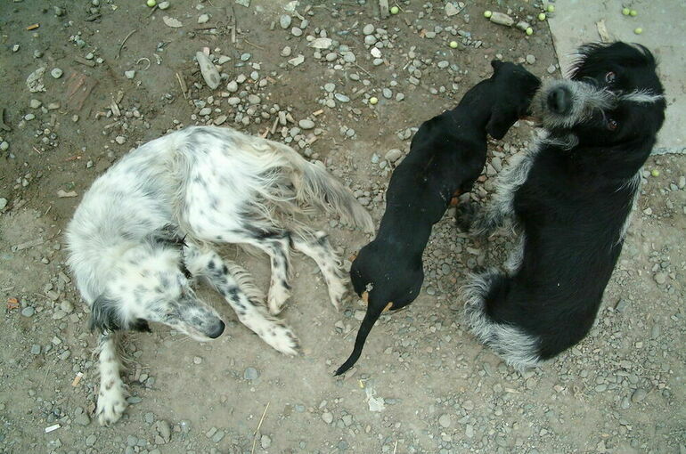 В Магадане введен режим ЧС из-за нападений собак на людей