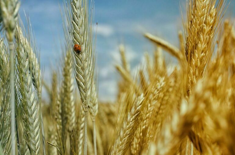 Патрушев сообщил, что урожай зерна 2023 года сполна обеспечит внутренний рынок