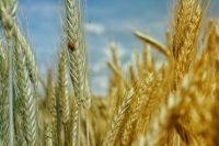 Патрушев сообщил, что урожай зерна 2023 года сполна обеспечит внутренний рынок