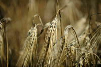 Киев заявил, что предложил Варшаве путь решения проблемы с зерном