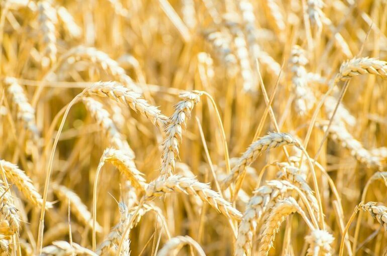 Рамафоса: ЮАР находится в постоянном контакте с РФ по вопросам зерновой сделки
