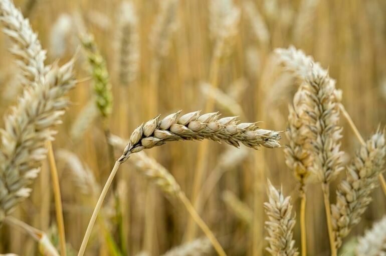 В МИД ответили на вопрос о прогрессе в переговорах по зерновой сделке