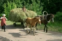 Участники проекта «Опорный фермер» получат дополнительную господдержку