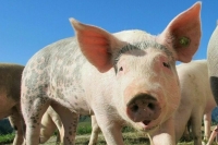 Китай разрешил поставки свинины из России