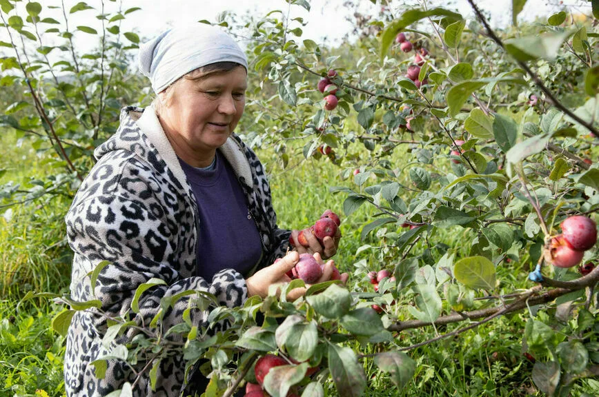 Есть много плодов и ягод, которые жители края уже успели полюбить.