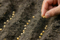 В Госдуму внесли законопроект о льготном НДС на семена для посевов