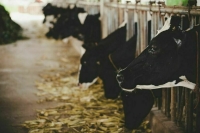 В Самарской области в 10 поселках ввели карантин из-за лейкоза коров