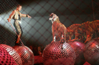 «Новые люди» предложили запретить работу цирков с животными в России