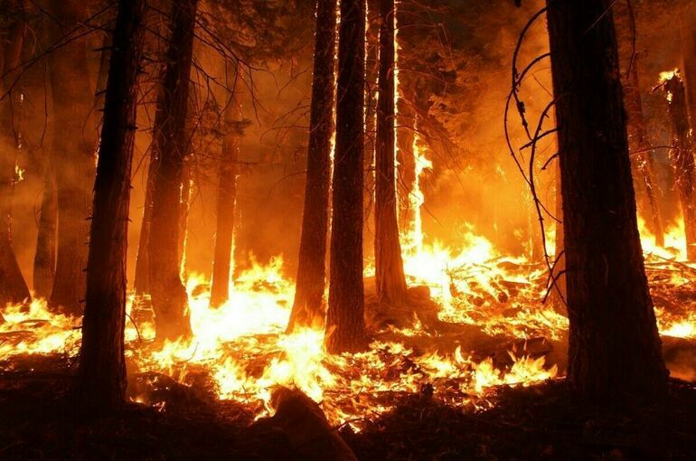 В России резко сократилась площадь лесных пожаров