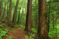 В Госдуме предложили усовершенствовать механизм восстановления лесов