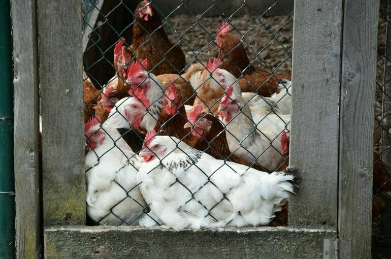 Минсельхоз предлагает временно запретить экспорт мяса птицы