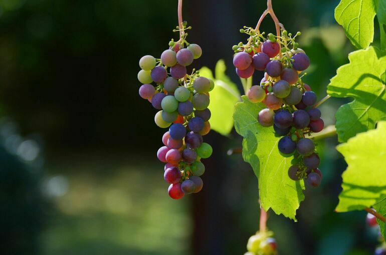 На Кубани предлагают субсидировать траты на отечественные саженцы винограда