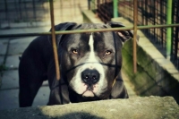 В Госдуму внесли законопроект о маркировке потенциально опасных собак