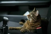 В Москве спасли запертого во внедорожнике кота
