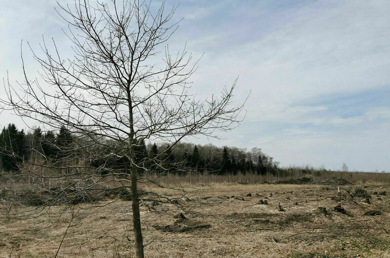 В Калининградской области возбудили дело о вырубке леса на 10 млн рублей