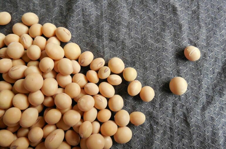 Ввоз соевых бобов с ГМО в Россию без регистрации хотят продлить до 2026 года