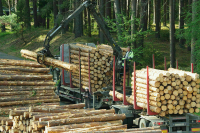 Заключение сделок по покупке древесины предлагают упростить