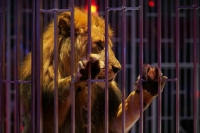 Законопроект о запрете животных в цирках вынесут на «нулевые» чтения