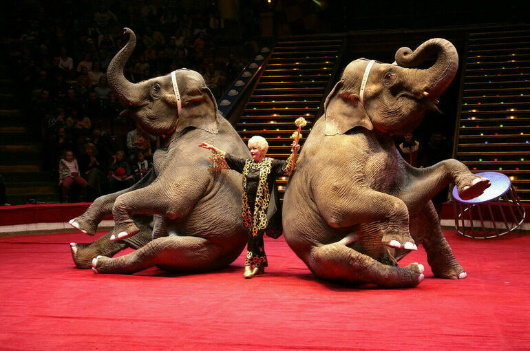 В Общественной палате назвали идею запретить животных в цирках противоречивой
