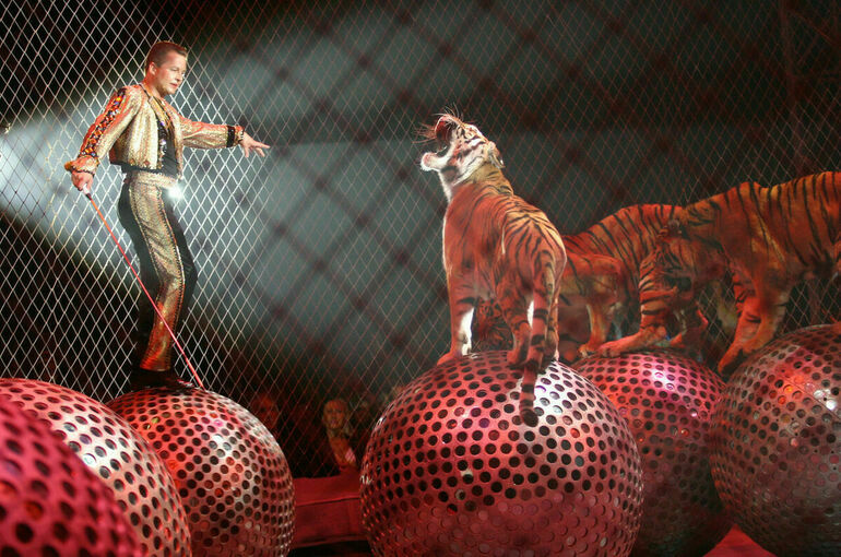 В Минприроды назвали идею запретить животных в цирках неправильным шагом
