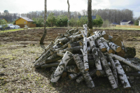 Жителям удаленных деревень могут упростить заготовку дров