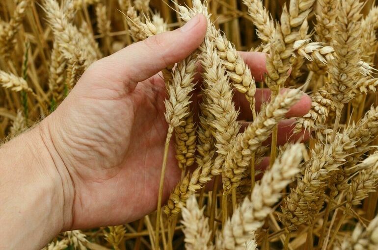 Твердую пшеницу на полгода запретят вывозить из России 