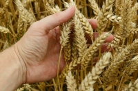 Твердую пшеницу на полгода запретят вывозить из России 