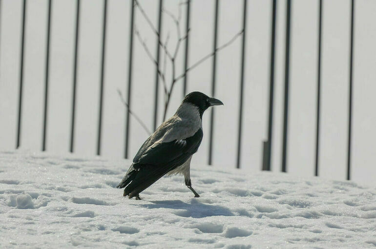 В Москве выпало 35% от месячной нормы осадков