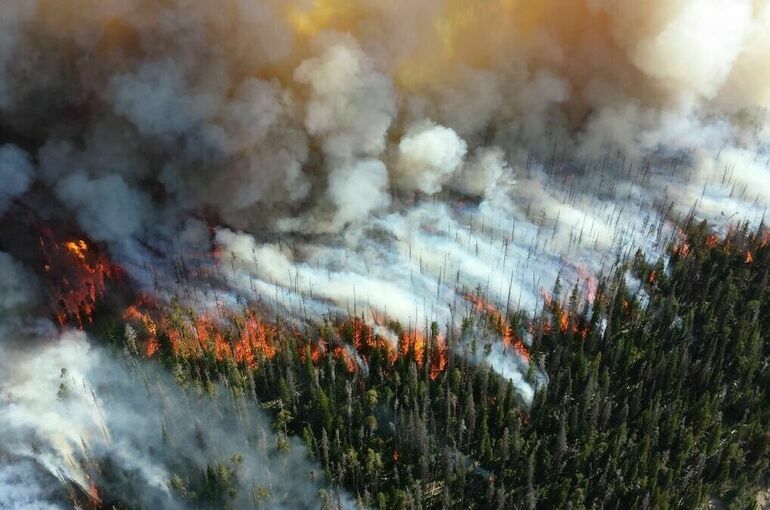 В России с начала 2023 года произошло 11,6 тысячи лесных пожаров 