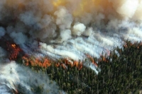 В России с начала 2023 года произошло 11,6 тысячи лесных пожаров 