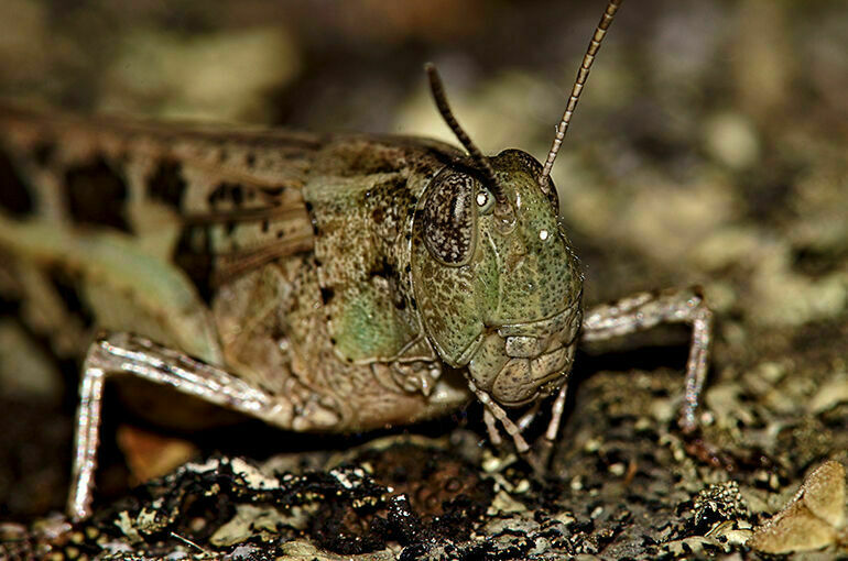 В ряде регионов в 2024 году ожидается активное распространение саранчи